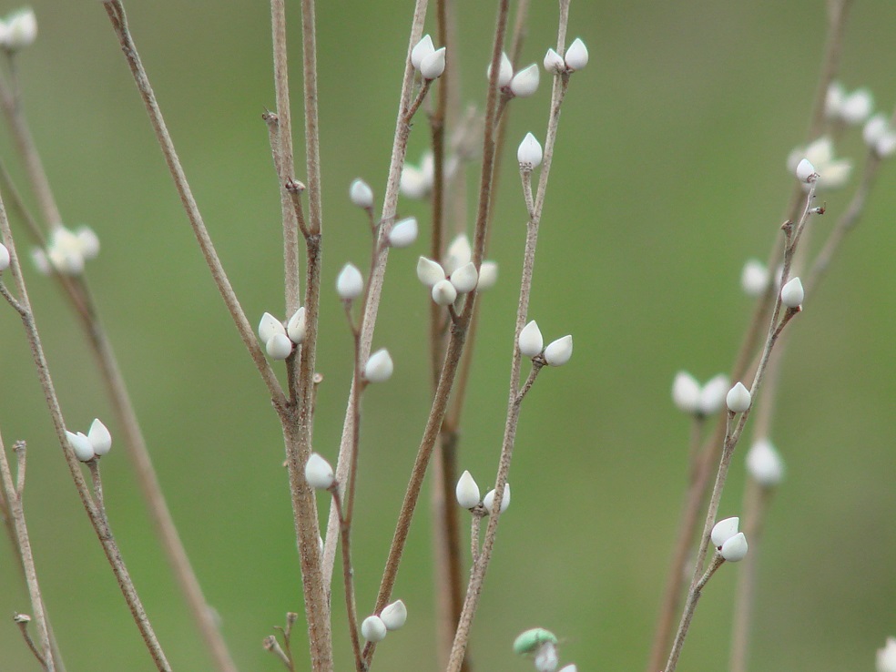 Изображение особи Lithospermum officinale.