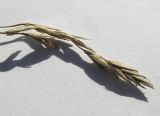 Festuca arundinacea