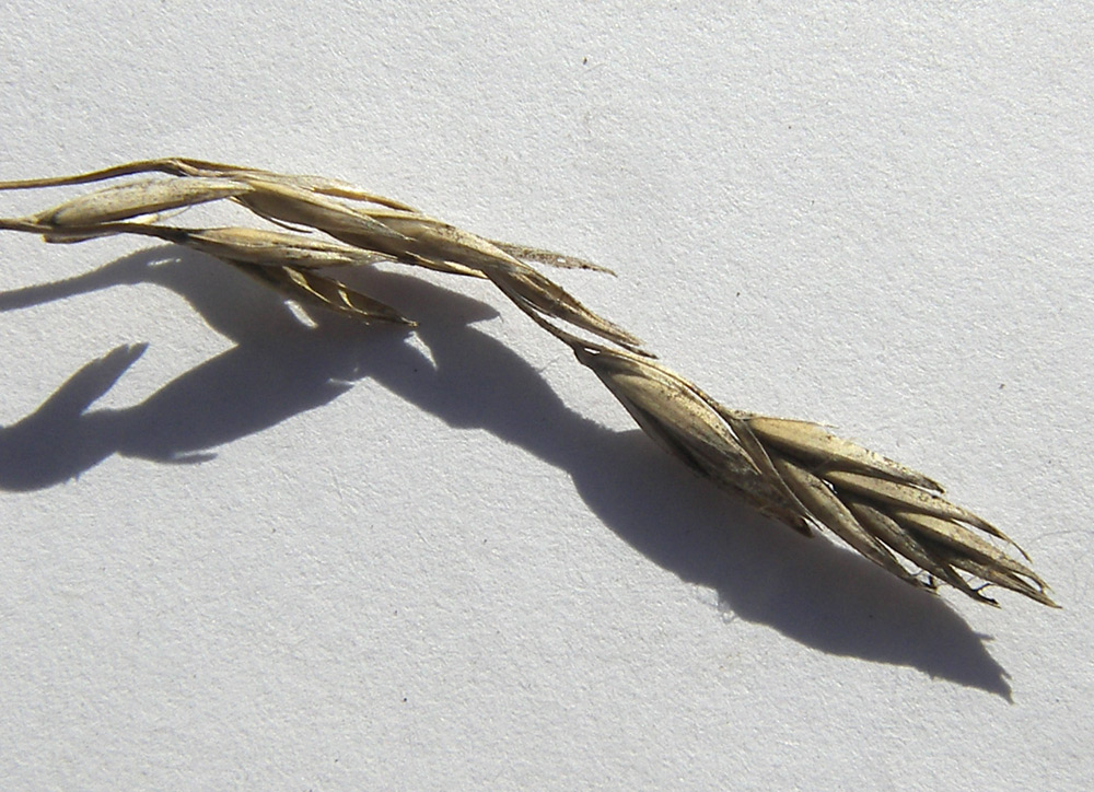 Image of Festuca arundinacea specimen.