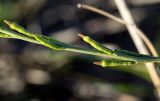 Erucaria hispanica