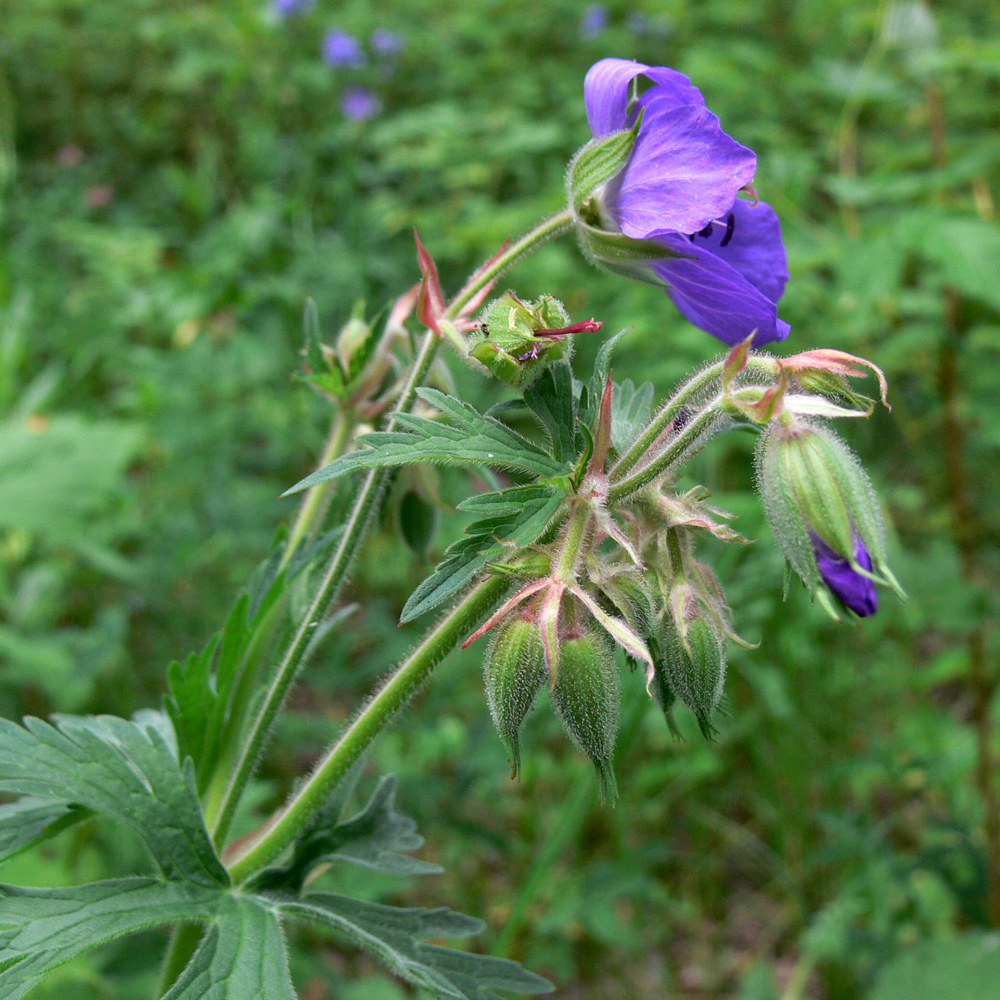 Image of Geranium pratense specimen.