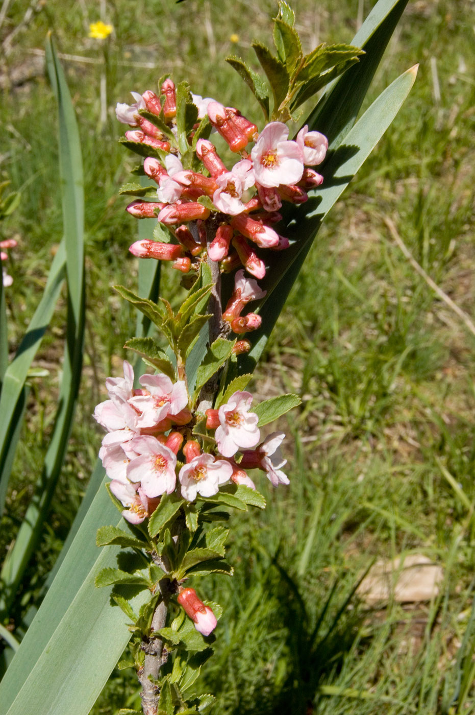 Image of Cerasus tianshanica specimen.