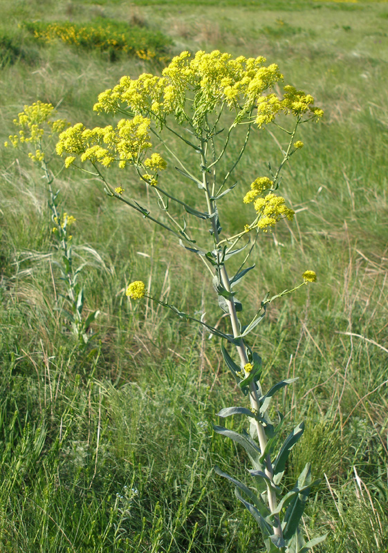 Image of Isatis costata specimen.