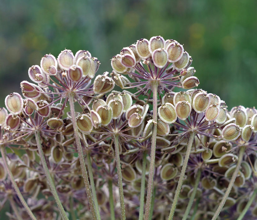 Image of Zosima korovinii specimen.
