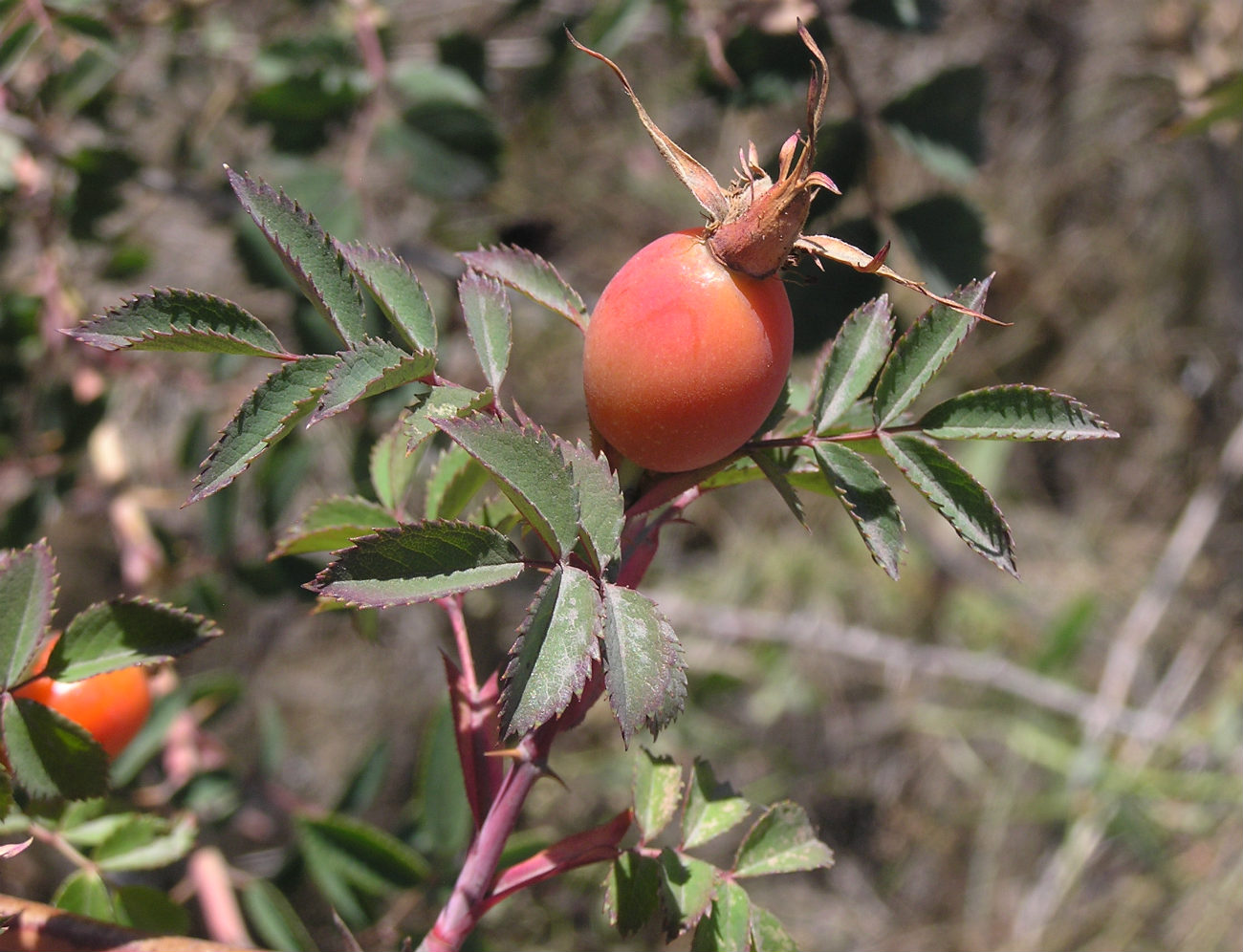 Image of genus Rosa specimen.