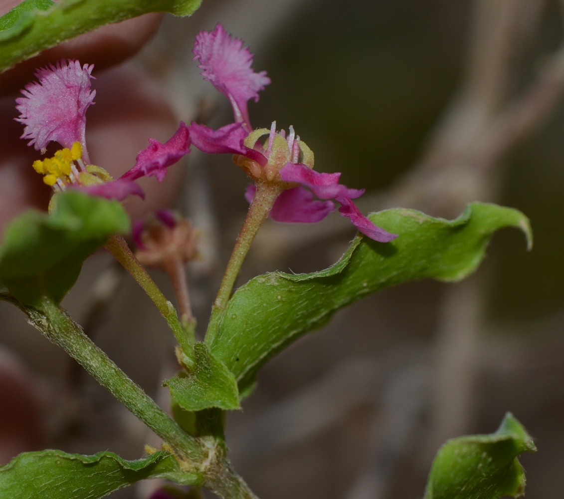 Image of Malpighia glabra specimen.