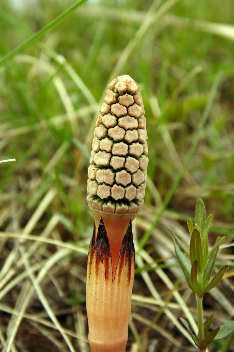 Image of Equisetum arvense specimen.