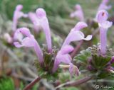 Lamium amplexicaule. Соцветие. Горный Крым, 30 марта 2008 г.