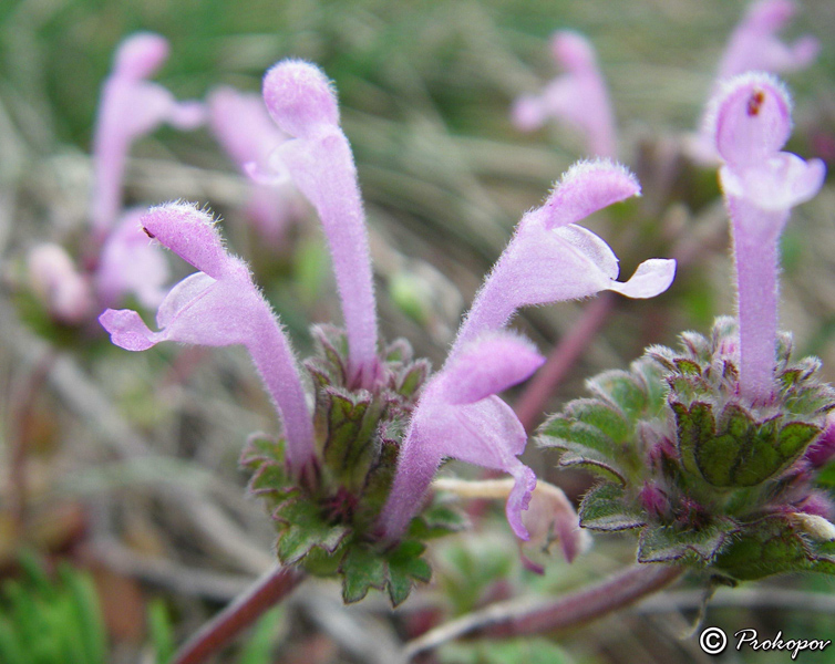 Image of Lamium amplexicaule specimen.