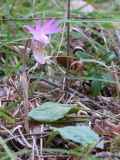 Calypso bulbosa. Цветущее растение в таёжном лесу. Свердловская обл., окр. г. Североуральск. 28.05.2006.