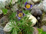 Pulsatilla multifida. Отцветающее растение. Якутия (Саха), Алданский р-н, окр. пос. Тобук, пойма р. Алдан. 16.06.2012.