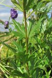 Aconitum × stoerkianum. Часть побега. Архангельская обл., Вельский р-н, ст. Келарева Горка, луг. 12.08.2012.