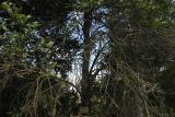 Grevillea hilliana