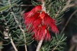 Calothamnus villosus