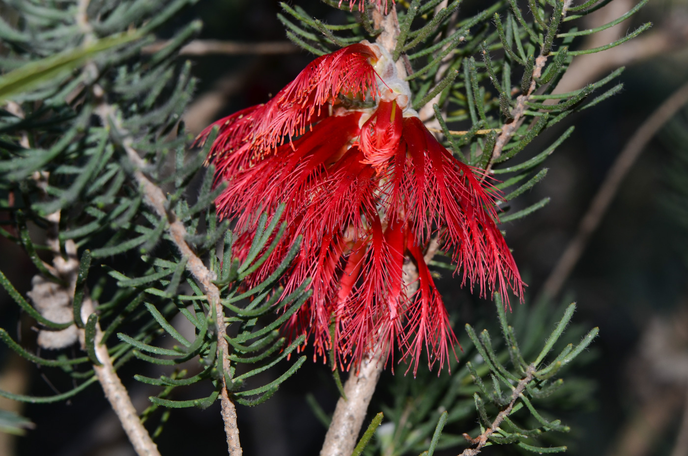 Изображение особи Calothamnus villosus.