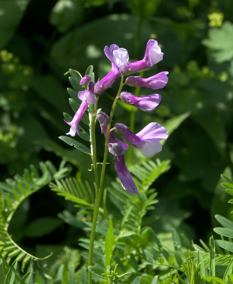 Изображение особи Vicia sosnowskyi.