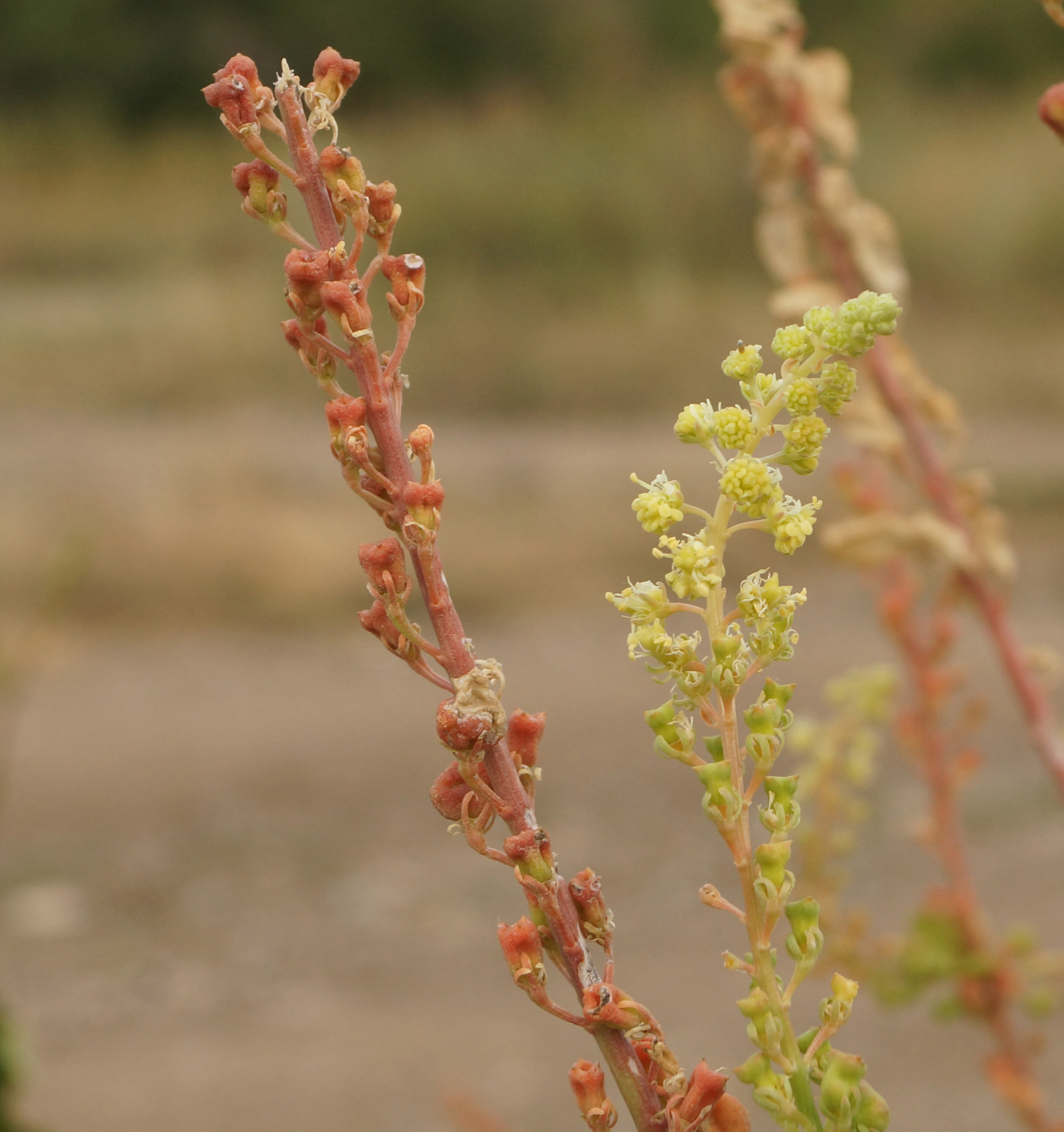 Изображение особи Reseda lutea.