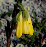 Onosma taurica
