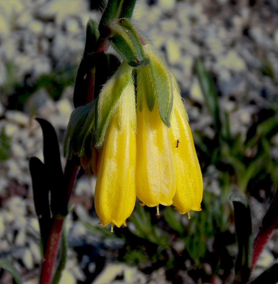 Image of Onosma taurica specimen.