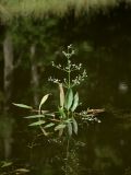 Alisma plantago-aquatica. Цветущее растение в пруду. Санкт-Петербург, Дудергофские высоты. 18.07.2009.