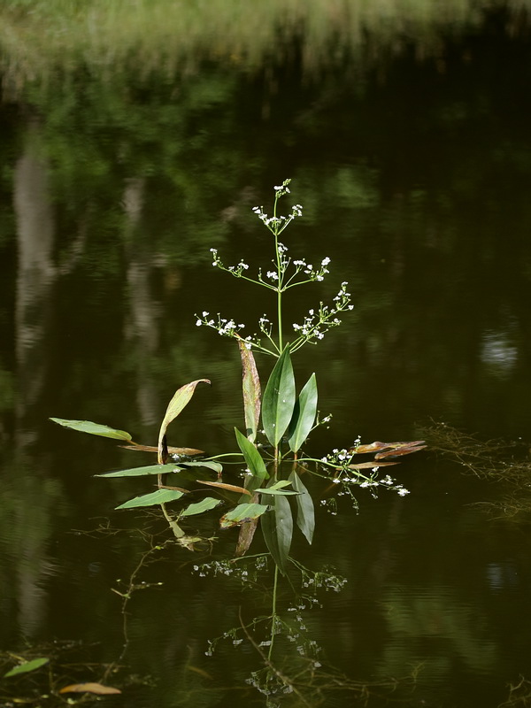 Image of Alisma plantago-aquatica specimen.