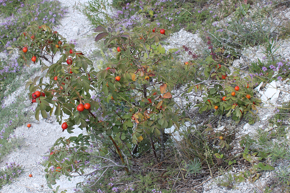 Изображение особи Rosa glabrifolia.