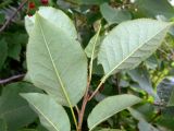 Padus virginiana
