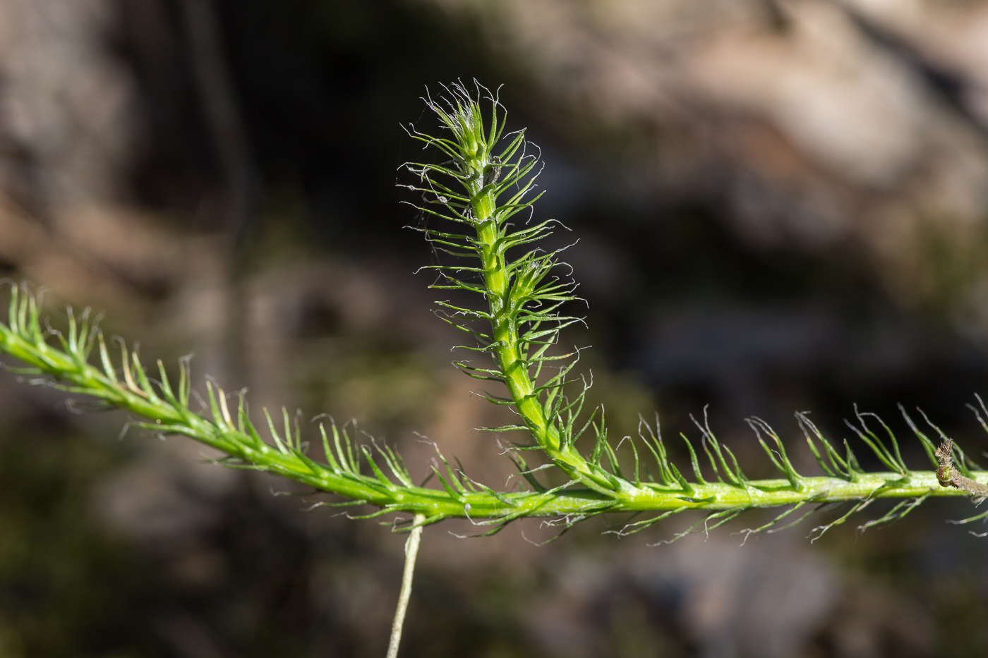 Изображение особи Lycopodium clavatum.