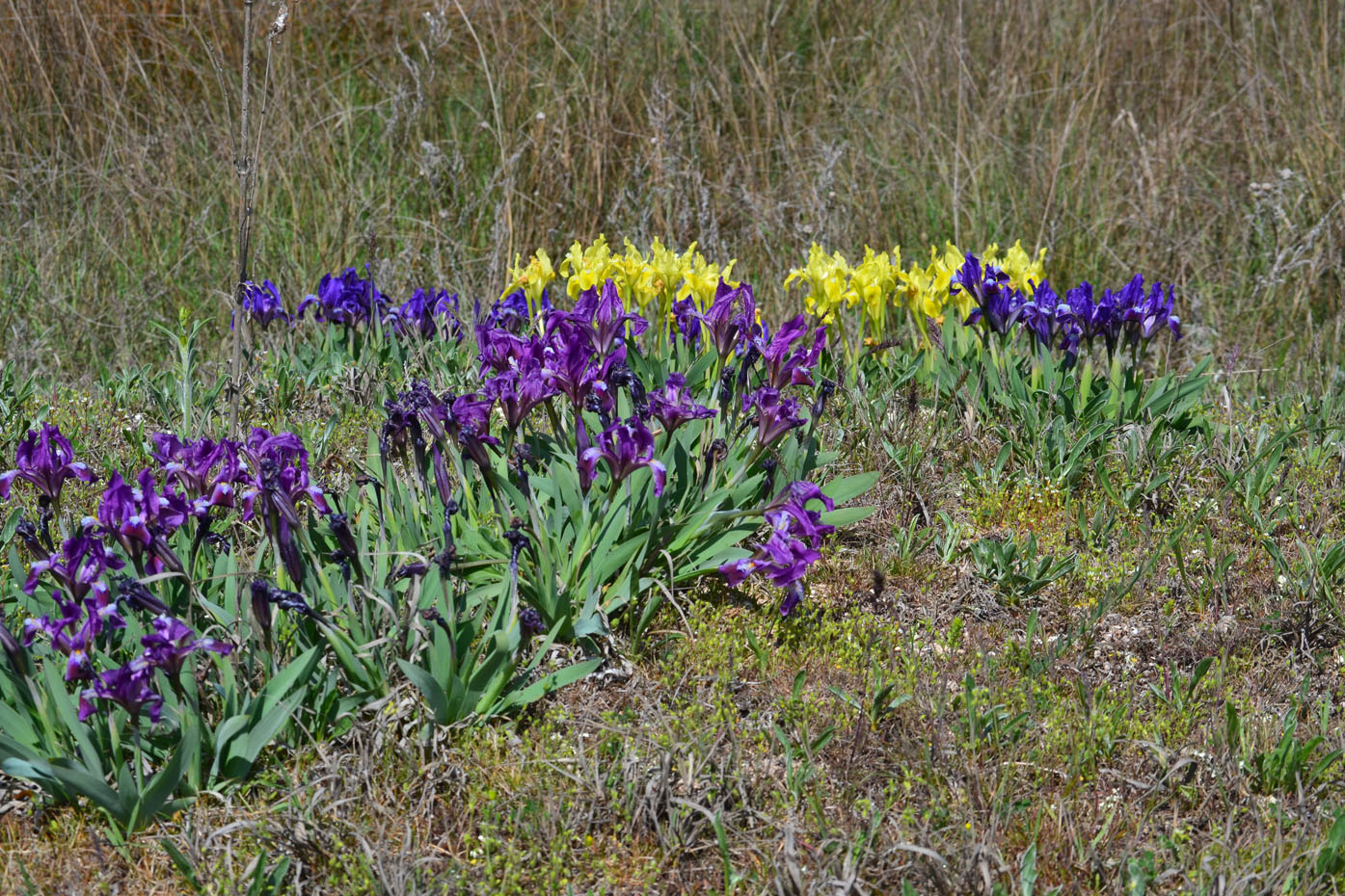 Image of Iris pumila specimen.