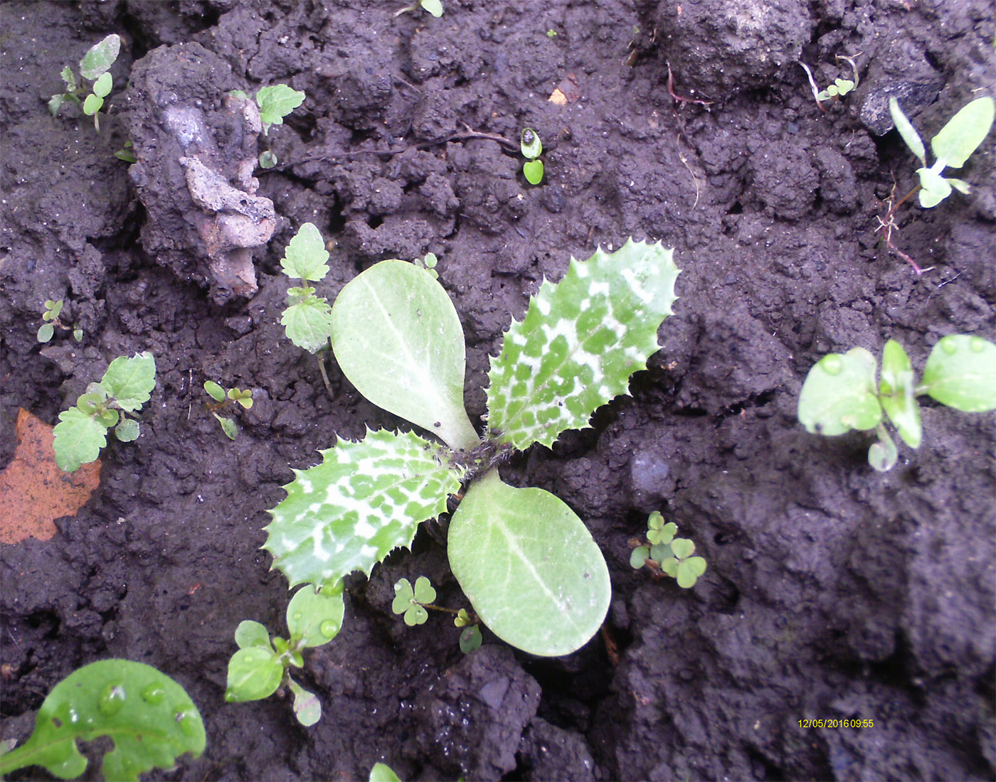 Image of Silybum marianum specimen.