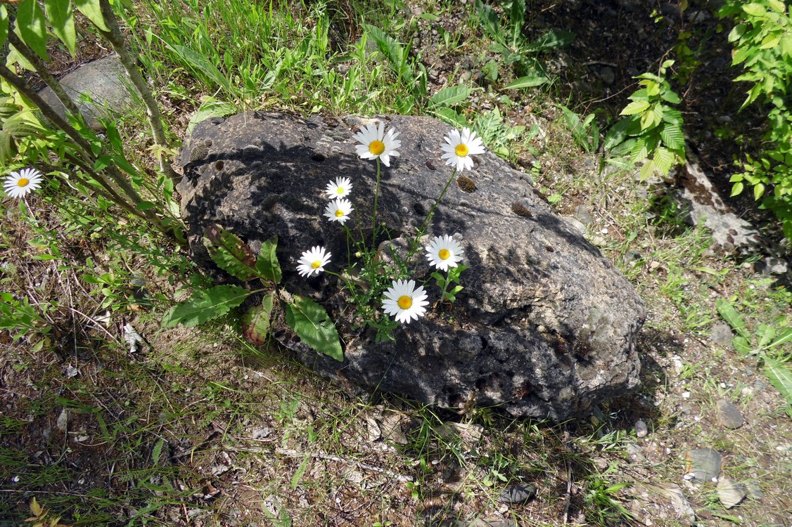 Изображение особи Leucanthemum vulgare.