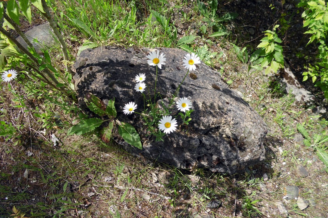 Image of Leucanthemum vulgare specimen.