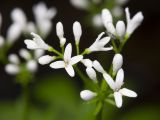 Galium odoratum