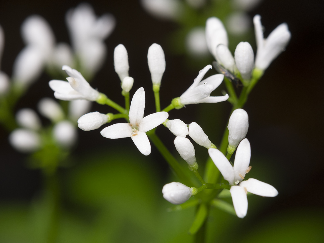 Изображение особи Galium odoratum.