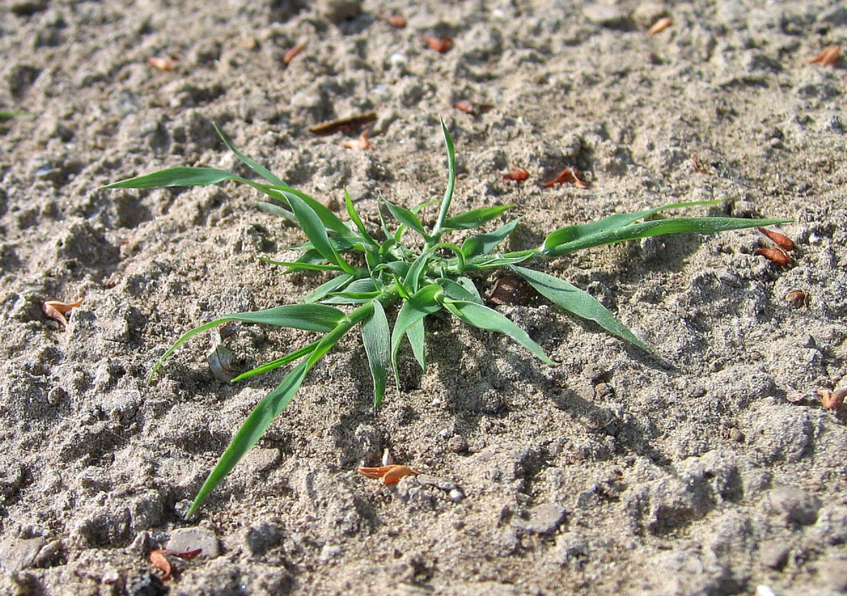 Image of genus Crypsis specimen.