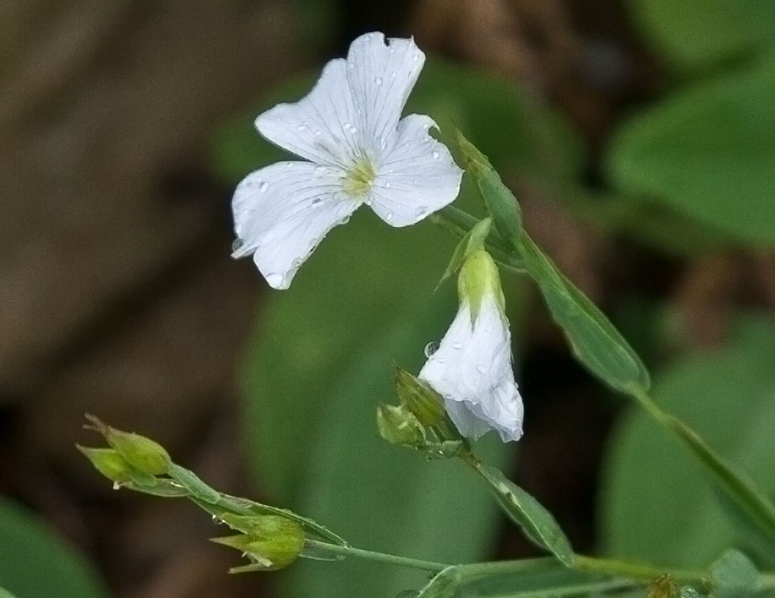 Image of Linum nervosum specimen.