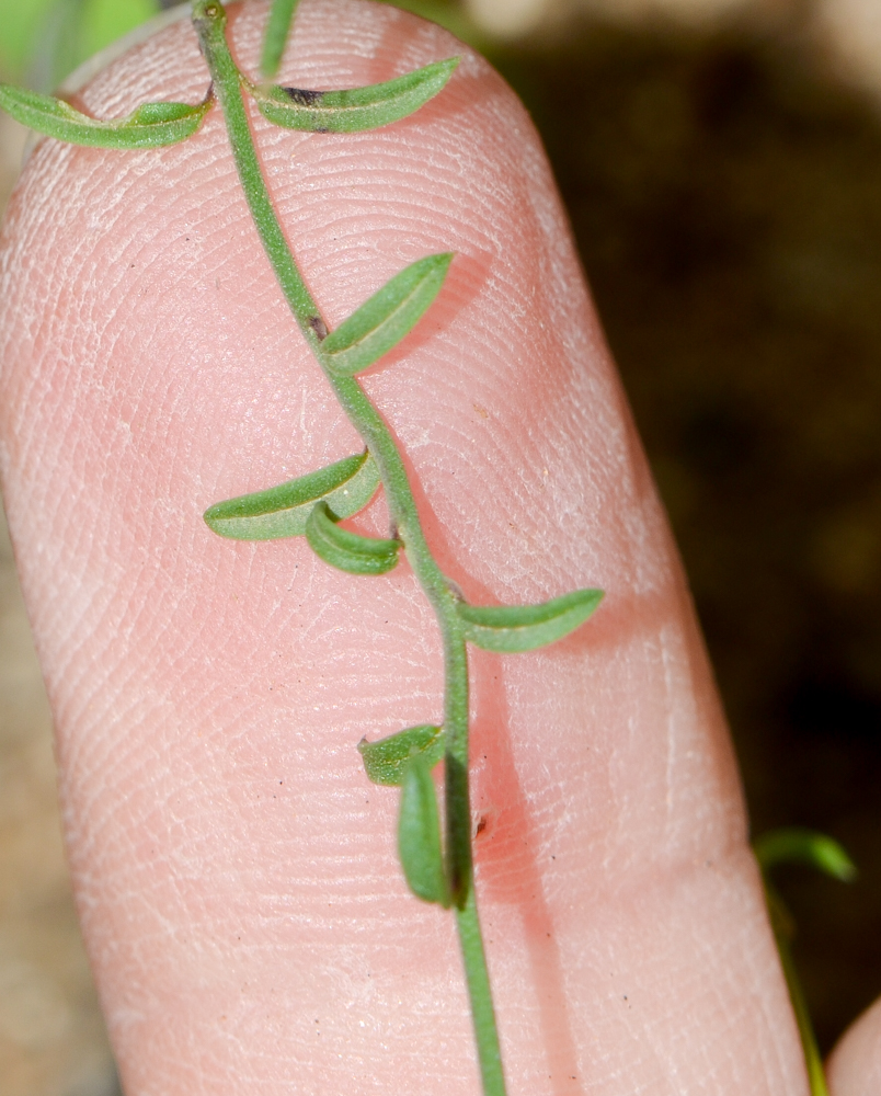 Image of Kickxia sagittata specimen.