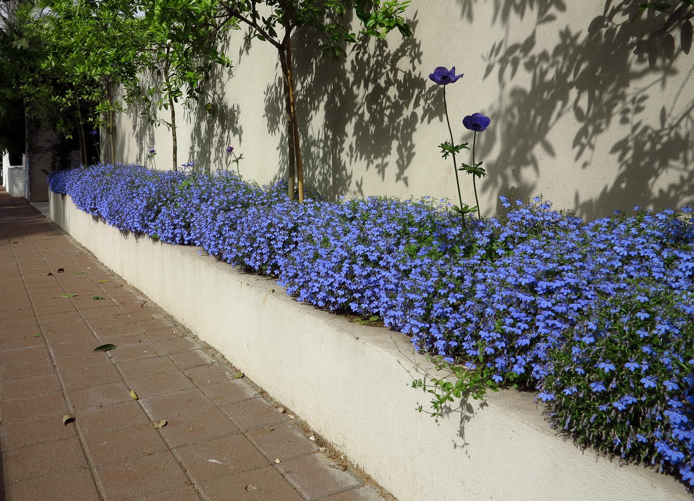 Изображение особи Lobelia erinus.