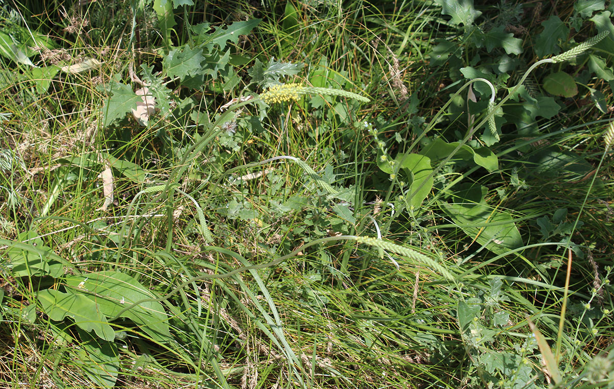 Image of Plantago salsa specimen.