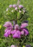 Phlomoides hybrida. Часть соцветия с цветками и бутонами. Крым, Тарханкутский п-ов, балка Большой Кастель, дно балки с рудеральной растительностью на месте бывшего палаточного лагеря. 27 июня 2016 г.