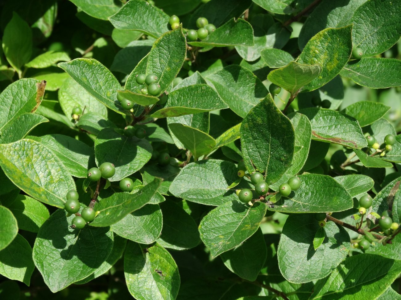 Image of Lonicera ruprechtiana specimen.