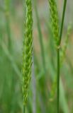 Psathyrostachys juncea