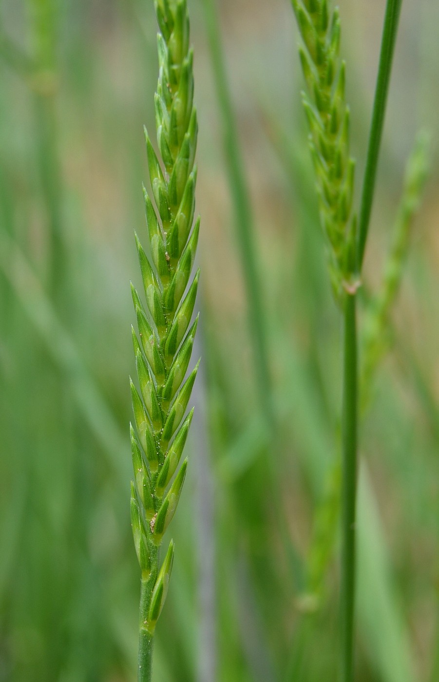 Изображение особи Psathyrostachys juncea.