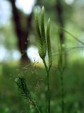 Lycopodium clavatum