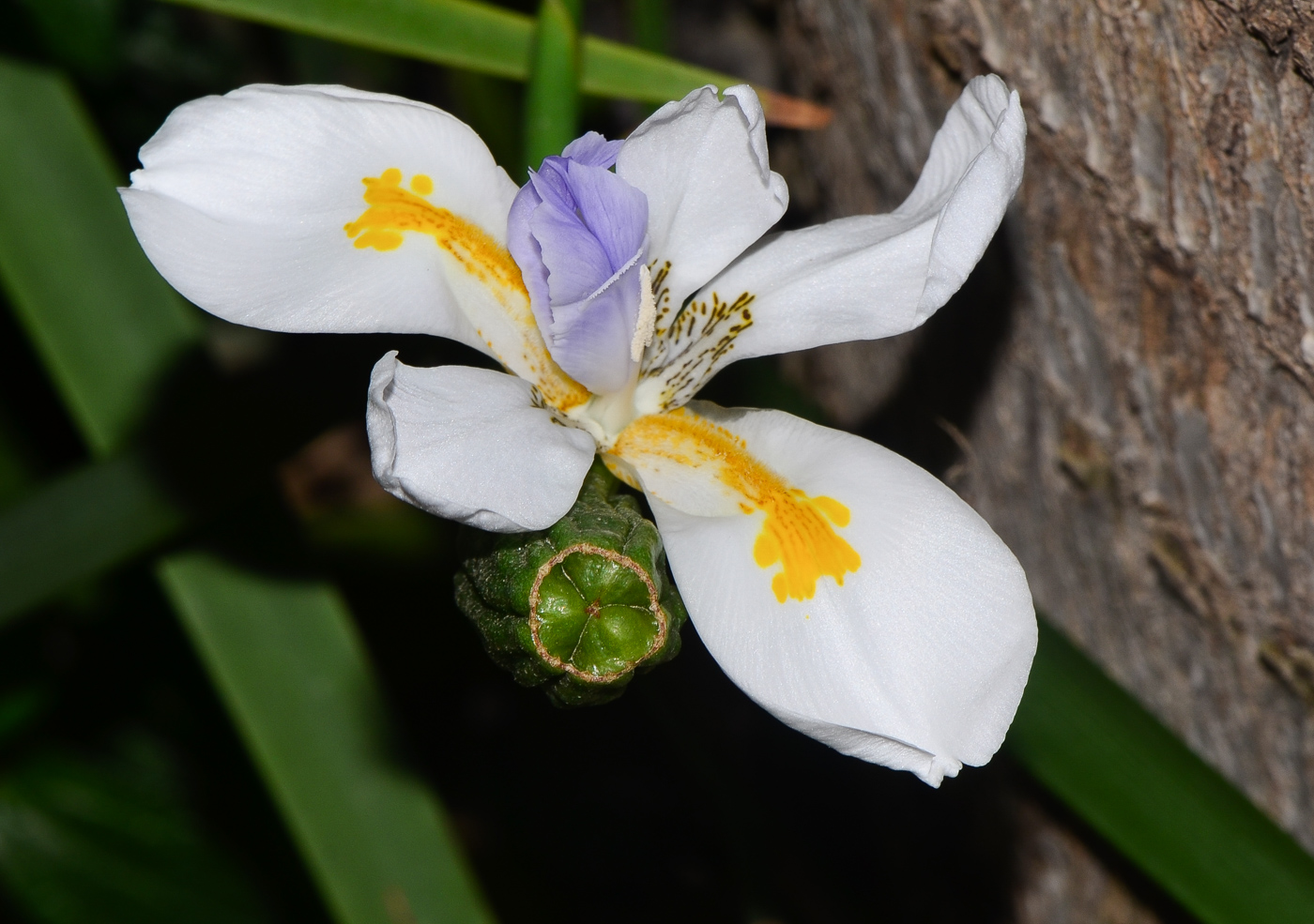 Изображение особи Dietes grandiflora.