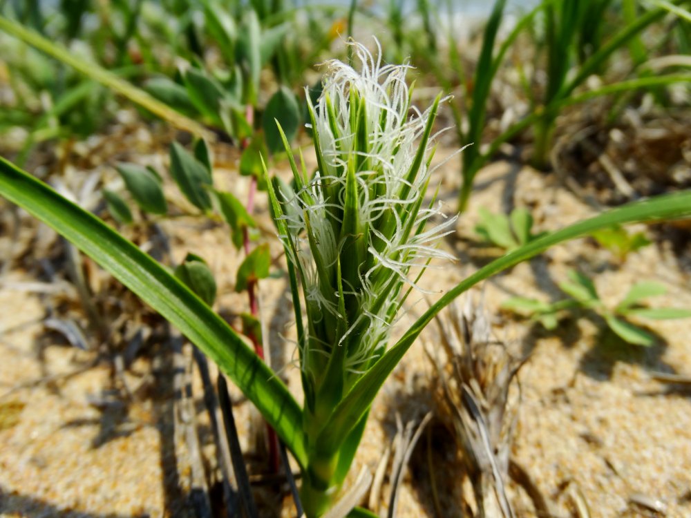 Изображение особи Carex kobomugi.