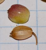 Image of taxon representative. Author is Татьяна Мальчинская