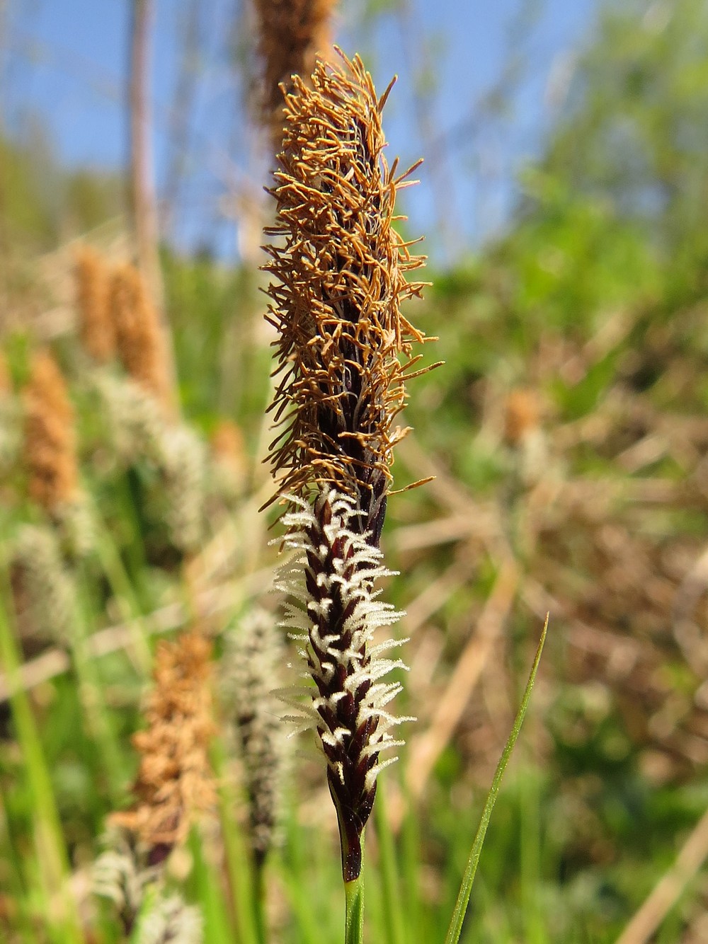 Image of Carex cespitosa specimen.