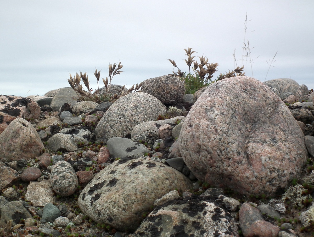 Изображение особи Oxytropis sordida.