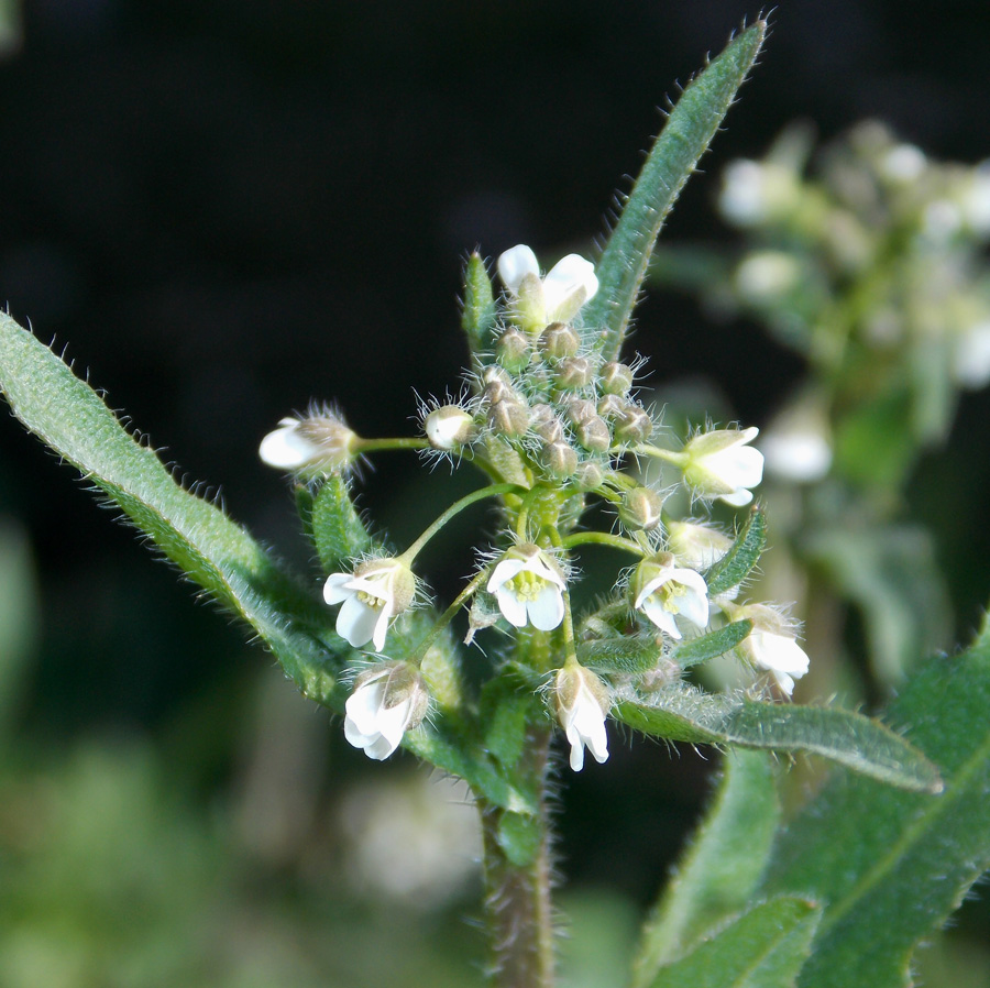 Изображение особи Capsella bursa-pastoris.